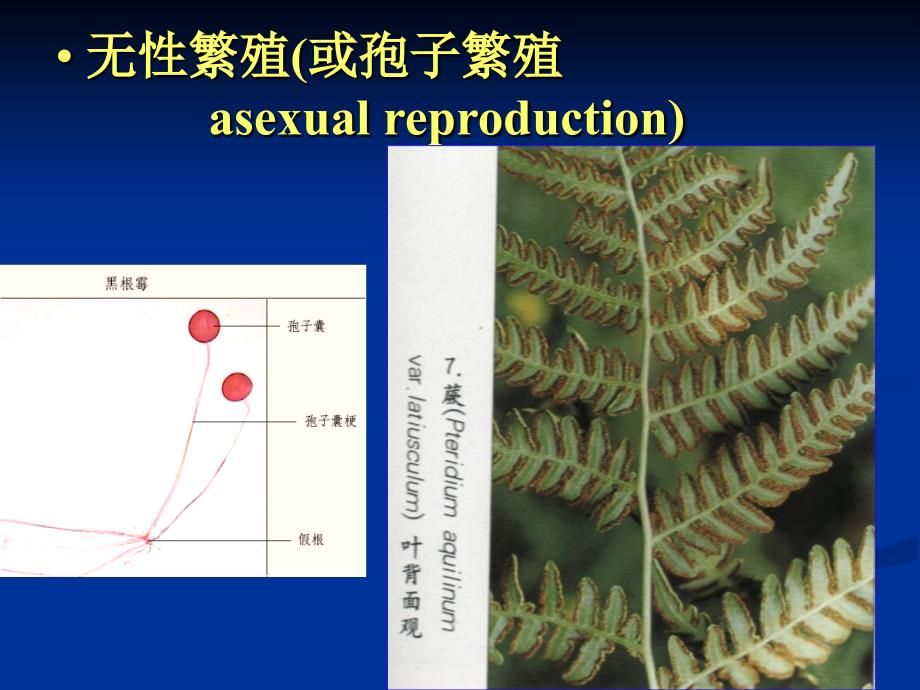 技能项目三花果实发育知识讲解_第4页