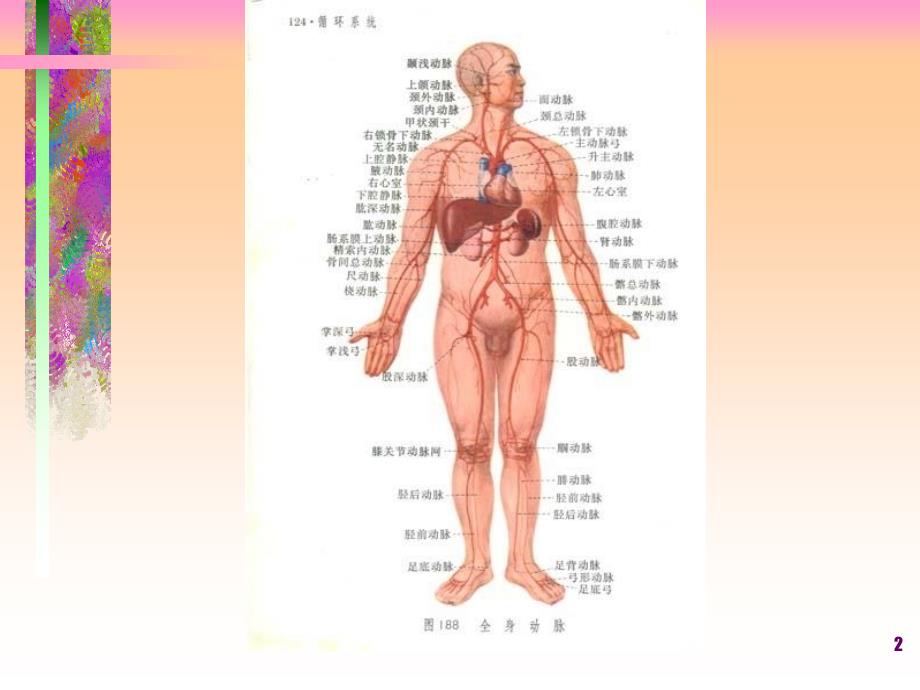 周围血管外科疾病参考PPT_第2页