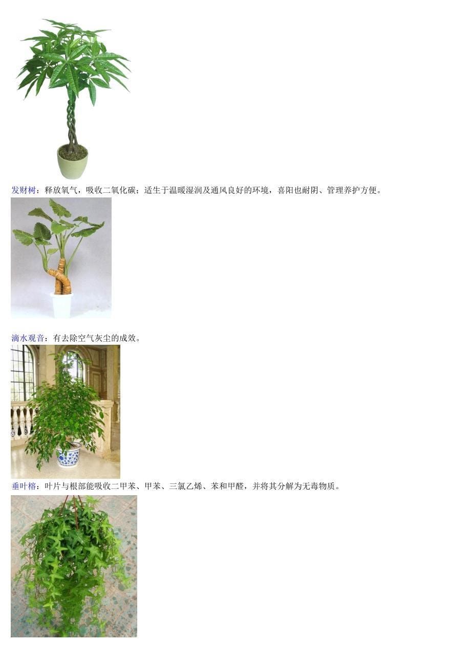 室内植物图片大全_第5页