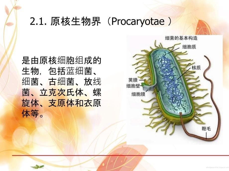 微生物冶金课件_第5页