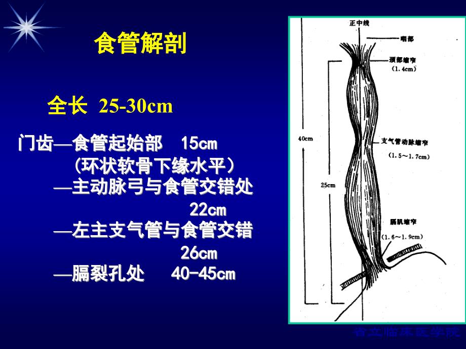 《食管疾病全》PPT课件_第3页