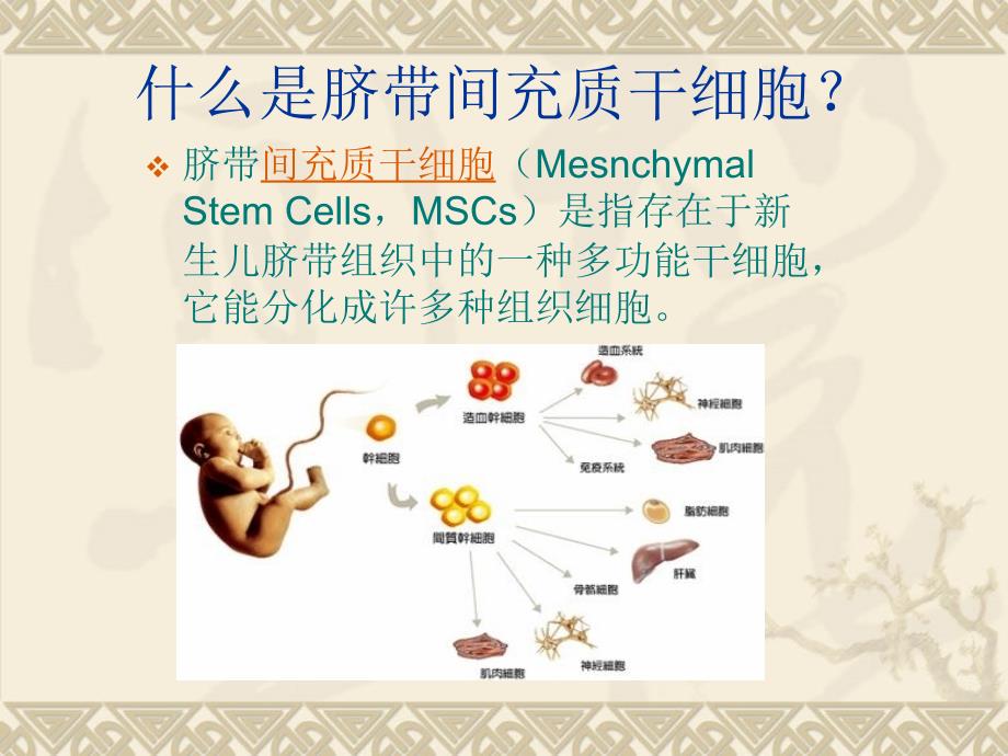 脐带间充质干细胞PPT_第2页