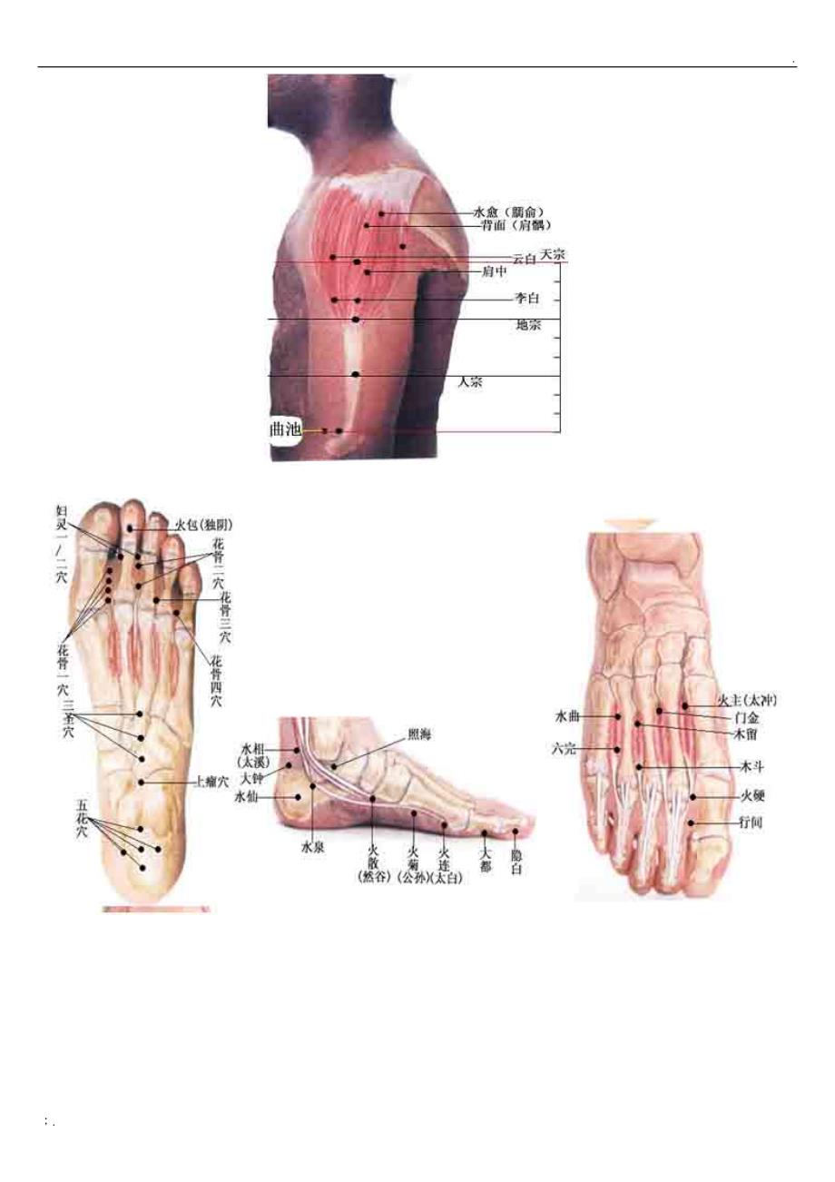 董氏针灸彩色穴位图最全收集(董氏奇穴)-董氏针灸穴位图_第3页