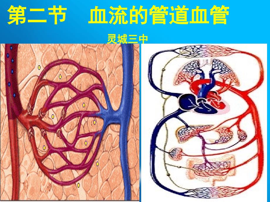 新人教版血流的管道—血管课件_第1页