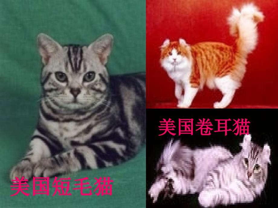 猫课件PPT杨丽娟_第3页