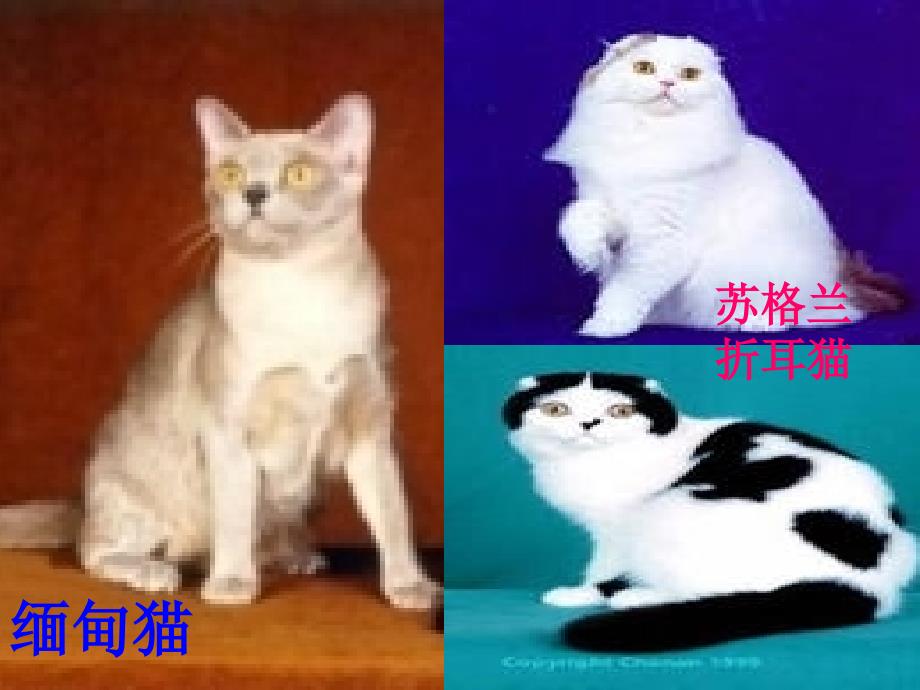 猫课件PPT杨丽娟_第4页