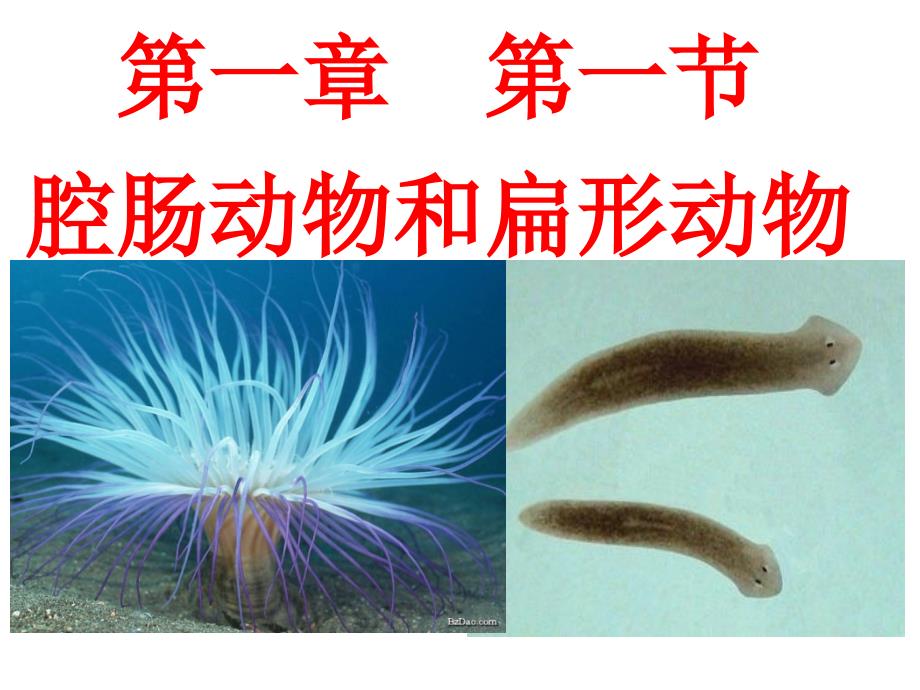 [中学联盟]广东省东莞市万江区华江初级中学八年级生物上册教学课件：腔肠动物和扁形动物_第1页