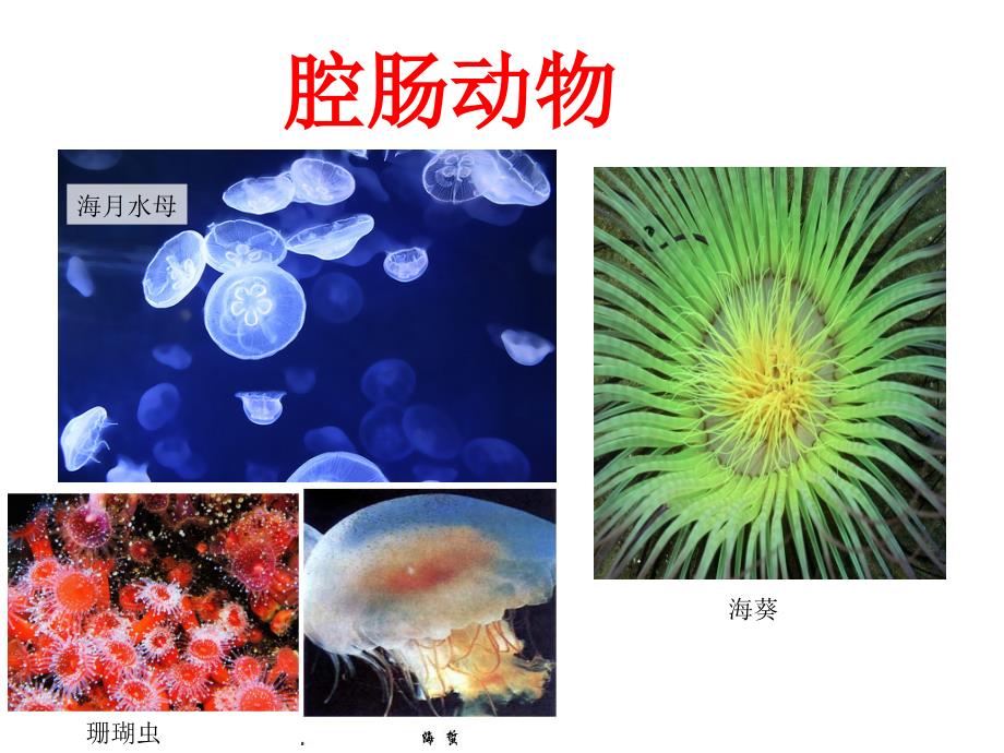 [中学联盟]广东省东莞市万江区华江初级中学八年级生物上册教学课件：腔肠动物和扁形动物_第2页