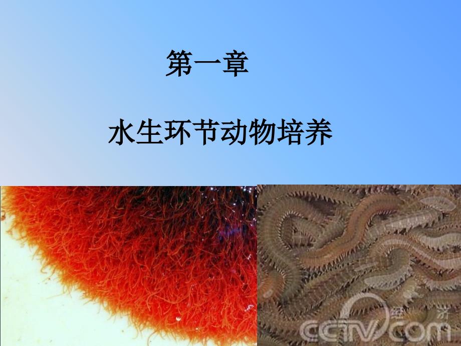 水丝蚓的培养PPT精选课件_第1页