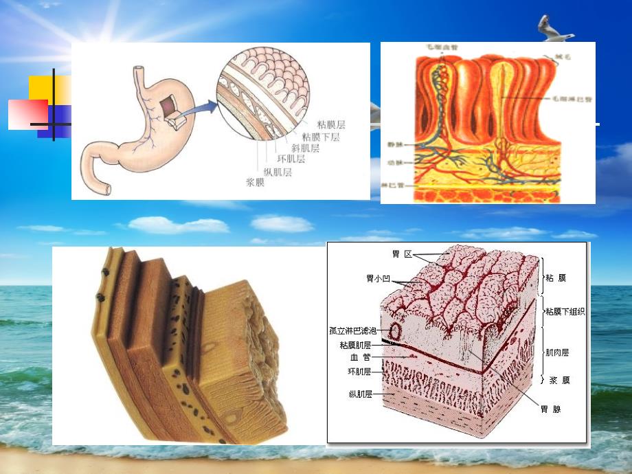 消化内镜治疗新技术_第3页