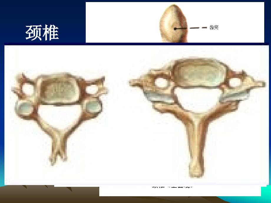 危险穴位解剖演示教学_第4页