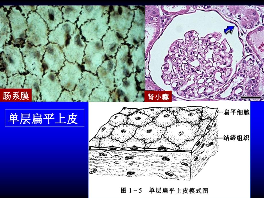 人体组织学与解剖学：01-基本组织-1_第3页