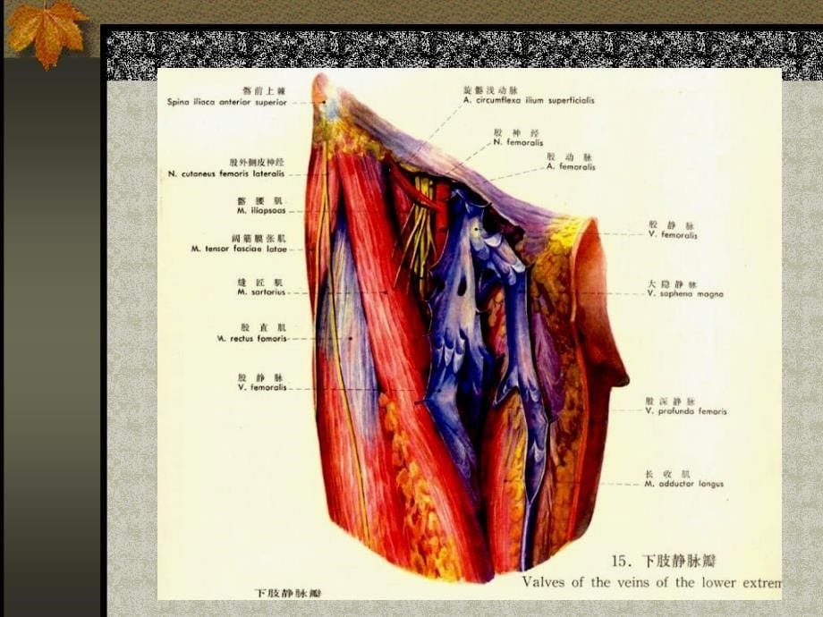 第二十九章周围血管疾病病人的护理_第5页