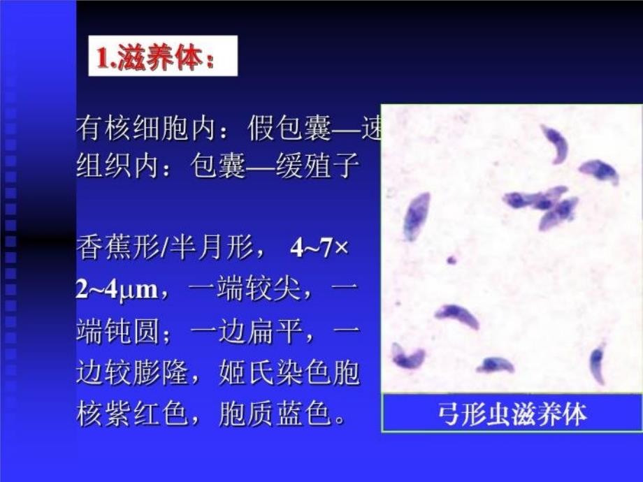 最新原虫4弓形虫ppt课件_第4页