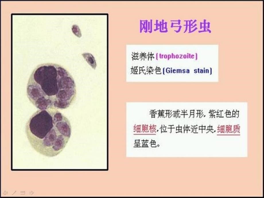 最新原虫4弓形虫ppt课件_第5页