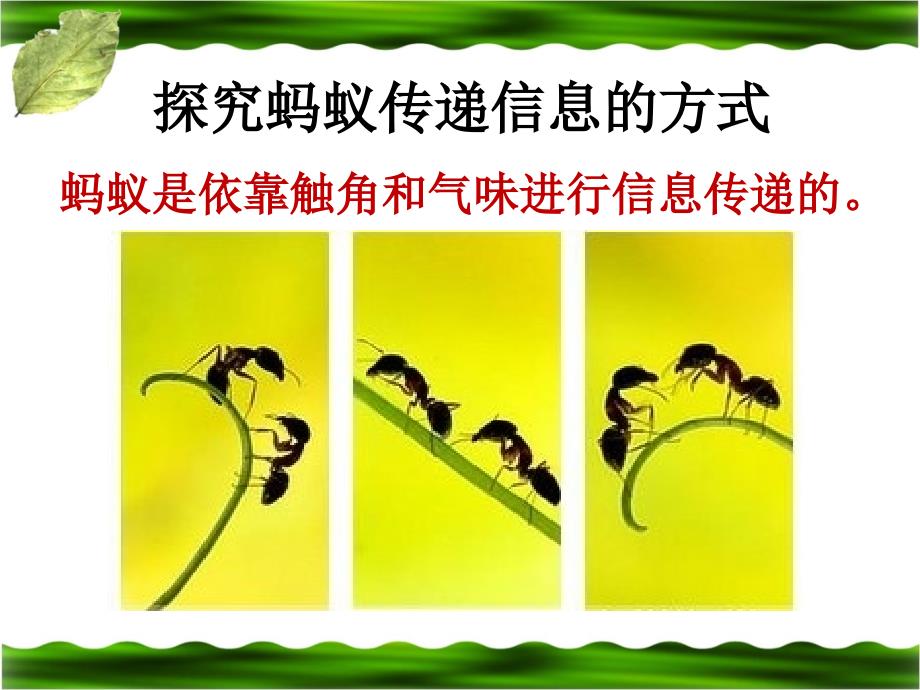 生物是怎样传递信息的参考课件_第4页