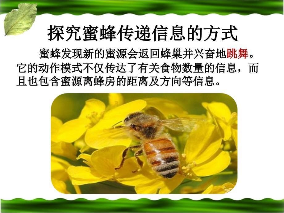 生物是怎样传递信息的参考课件_第5页