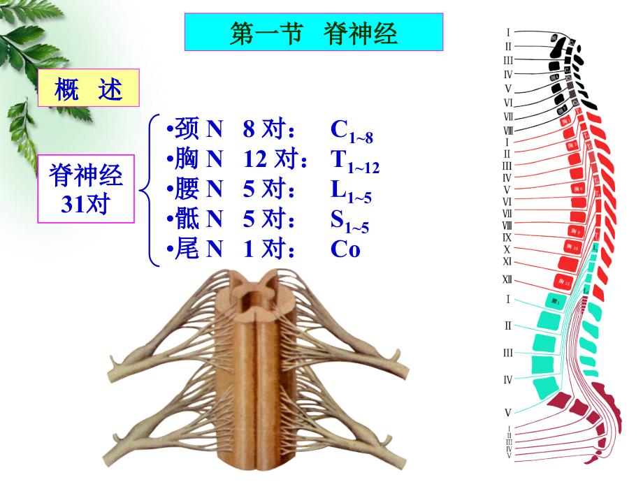 10解剖组胚学神经系统脊神经(临床专业)_第4页