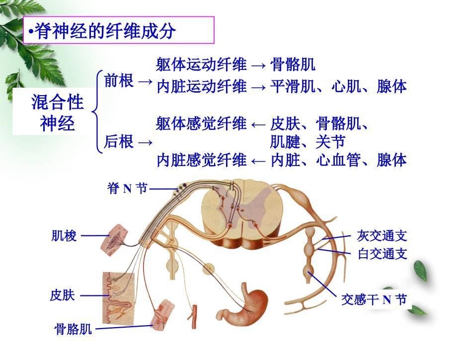 10解剖组胚学神经系统脊神经(临床专业)_第5页