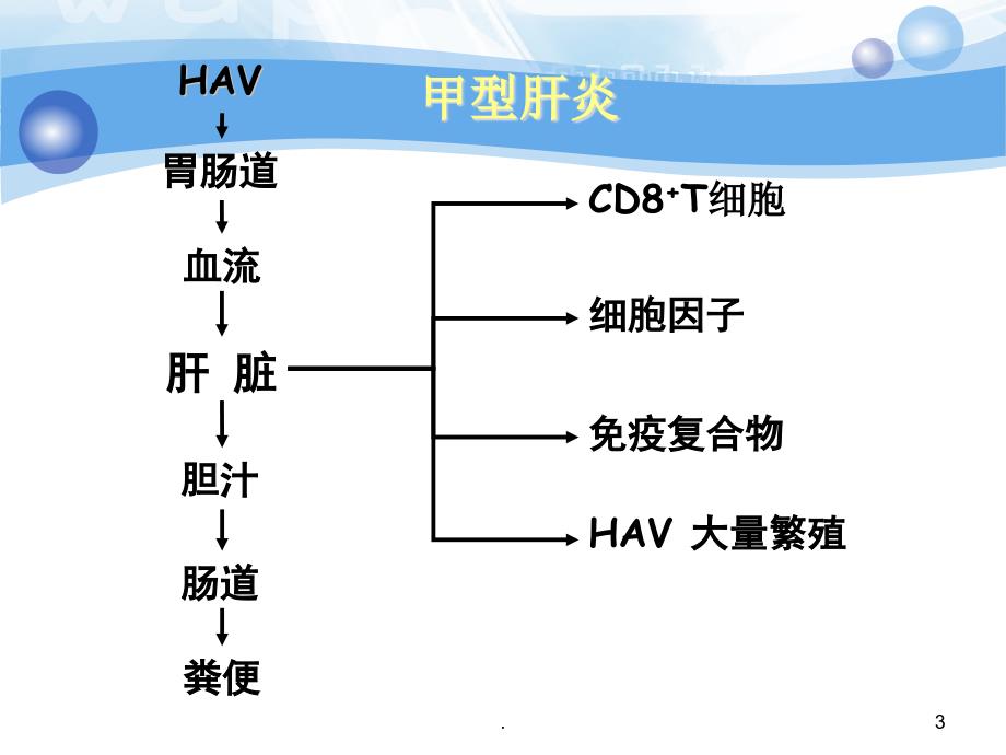 病毒性肝炎的详细ppt演示课件_第3页