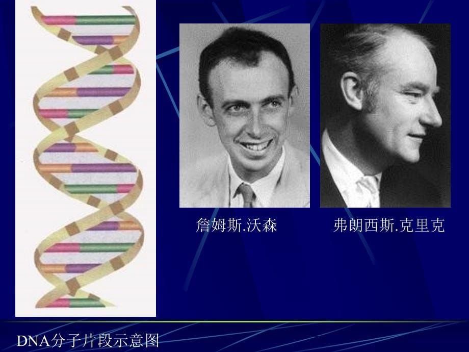 八年级生物细胞核是遗传信息库2_第5页