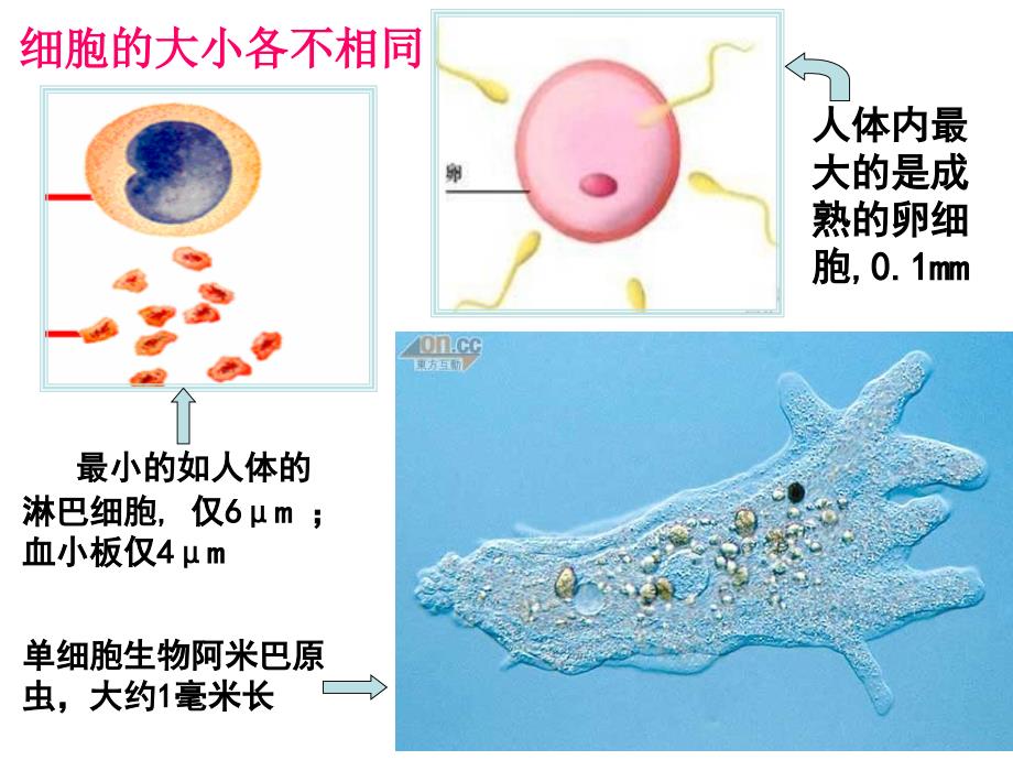 细胞膜的结构和功能.ppt_第3页