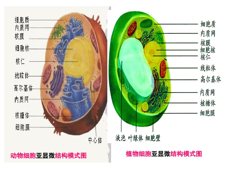 细胞膜的结构和功能.ppt_第4页