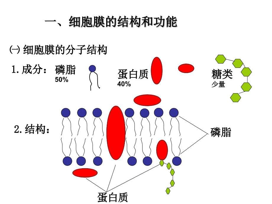 细胞膜的结构和功能.ppt_第5页