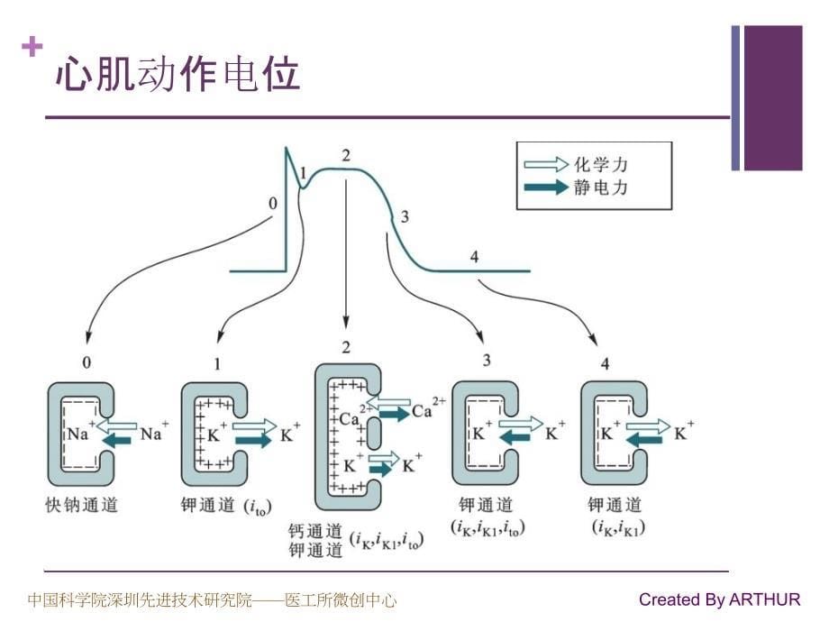 生理学原理学习笔记之-心脏的电活动_第5页