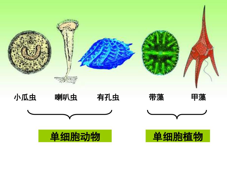 4.3单细胞的生物_第4页