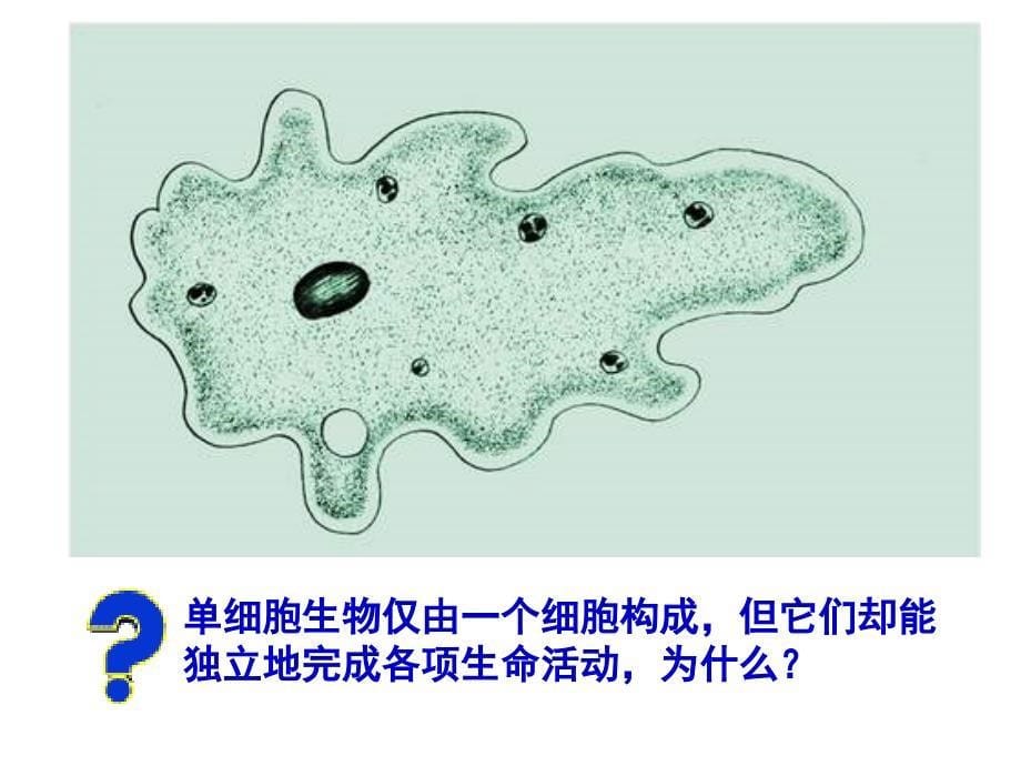 4.3单细胞的生物_第5页