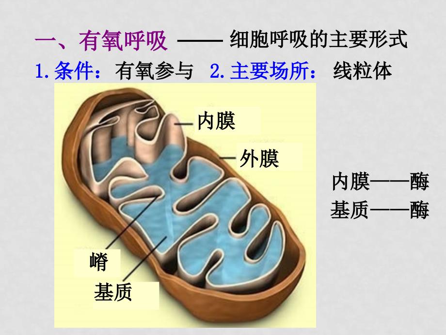 高中物理的主要来源－呼吸作用课件人教版必修1_第2页