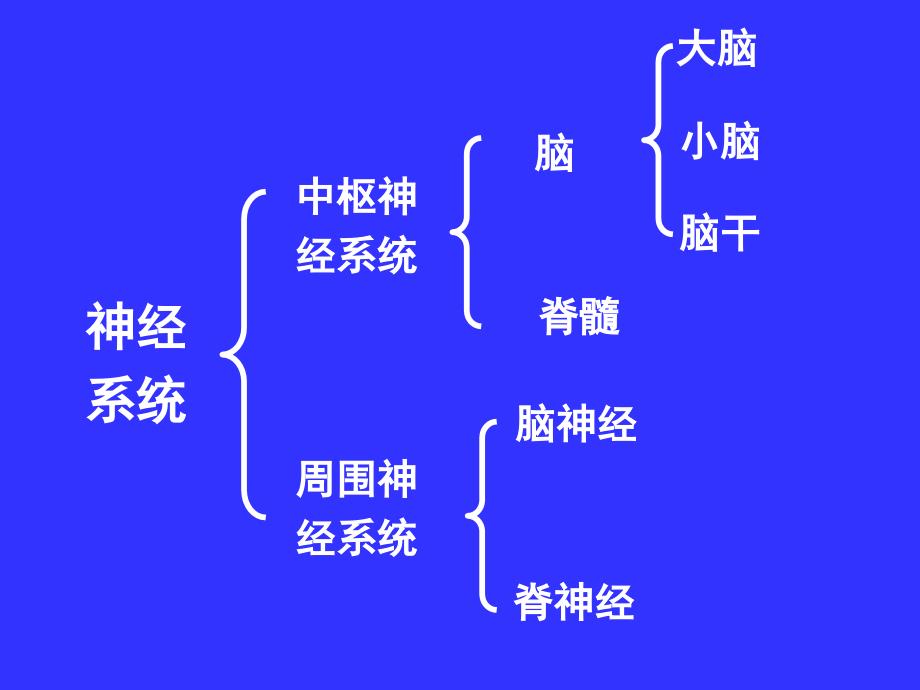 中枢神经系统(系统解剖学)课件_第2页