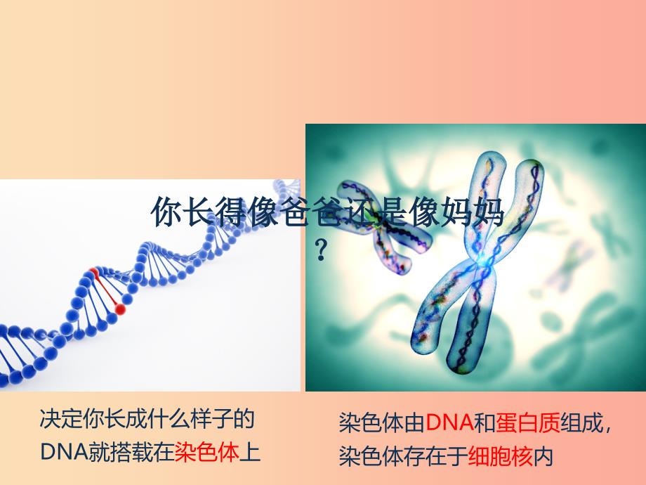 2019年七年级生物上册2.2.1细胞通过分裂产生新细胞课件4 新人教版.ppt_第2页