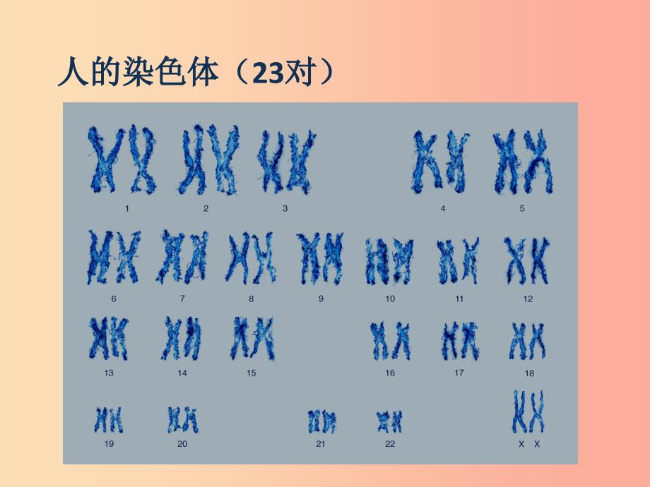 2019年七年级生物上册2.2.1细胞通过分裂产生新细胞课件4 新人教版.ppt_第3页