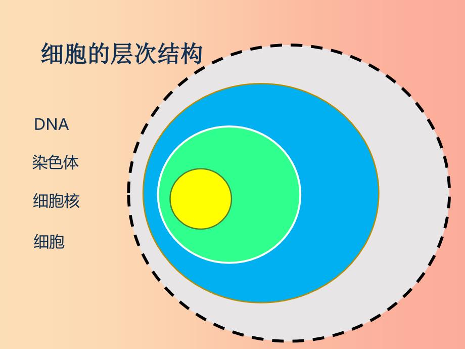 2019年七年级生物上册2.2.1细胞通过分裂产生新细胞课件4 新人教版.ppt_第4页