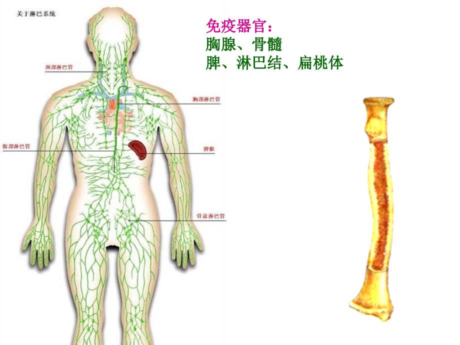 免疫调节3-20_第4页