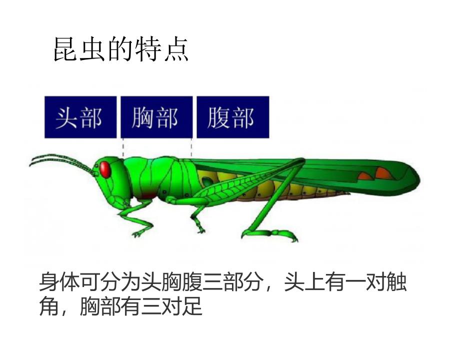 六年级科学下册课件2放大镜下的昆虫世界93教科版_第3页