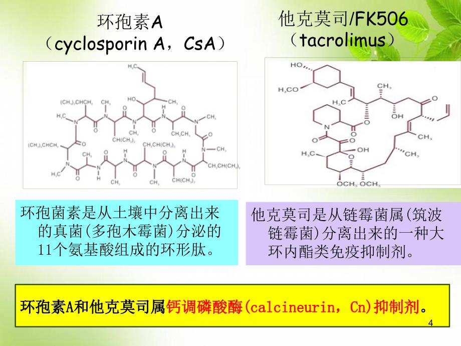 优质课件环孢素与他克莫司对比_第4页