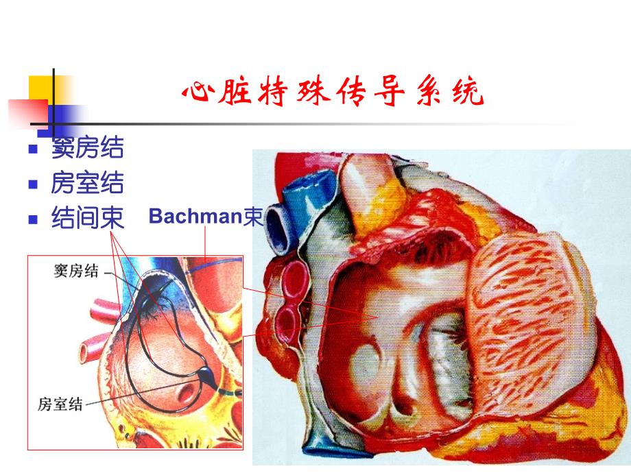 射频消融标测技术要点_第4页