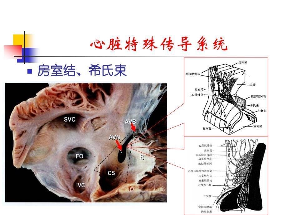 射频消融标测技术要点_第5页