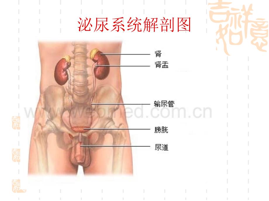 肾上腺疾病的治疗及护理_第2页