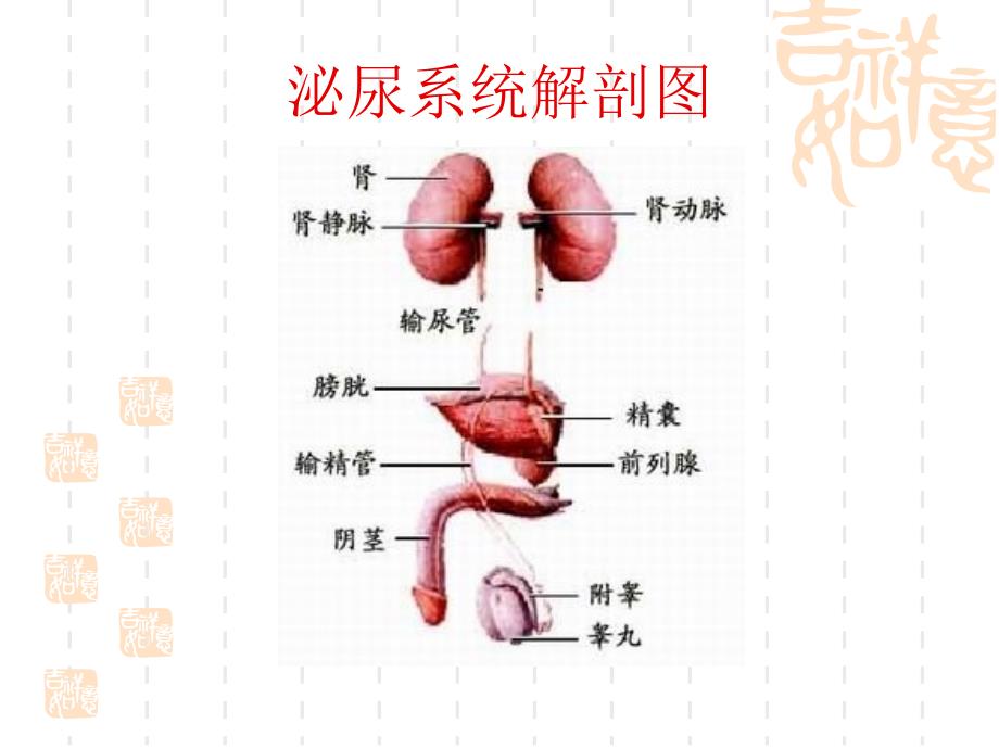 肾上腺疾病的治疗及护理_第3页