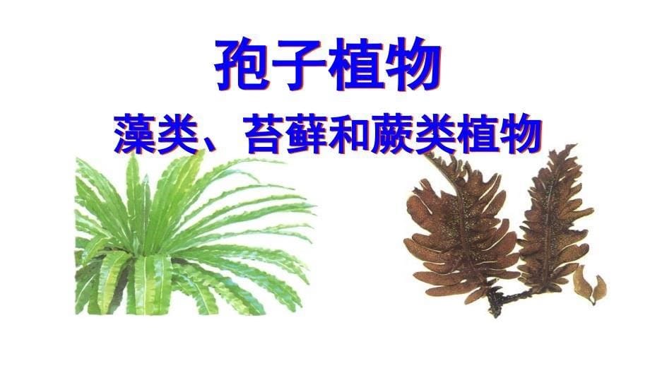 生物圈中的绿色植物复习课件_第5页