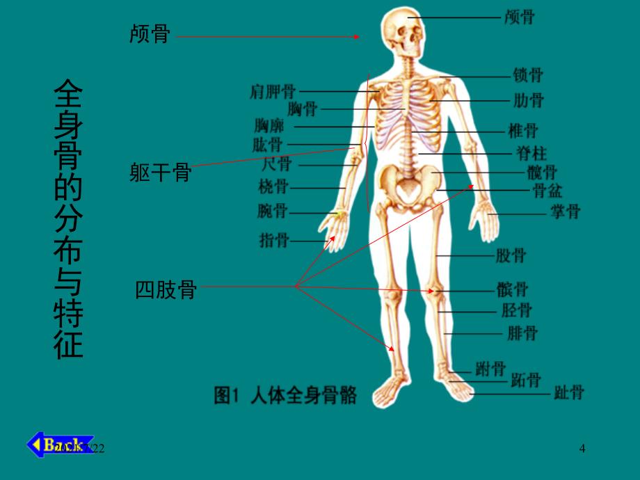 人体骨骼构成图解PPT课件_第4页