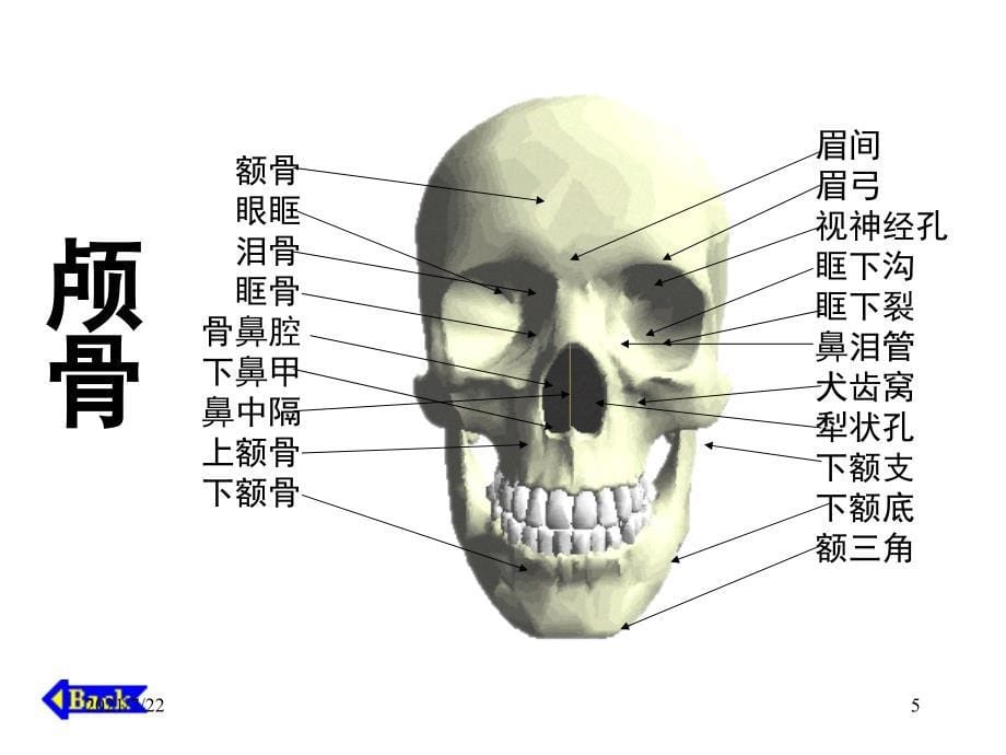 人体骨骼构成图解PPT课件_第5页