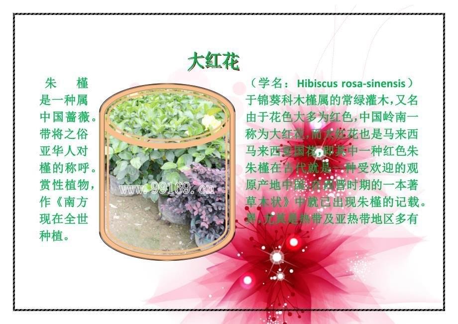 苗木花木园林绿化之变叶木茶梅大叶龙船花大红花小识.docx_第5页