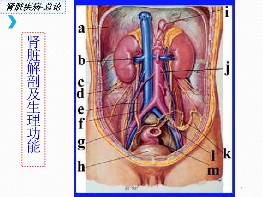 肾脏疾病概述[仅供参考]_第3页