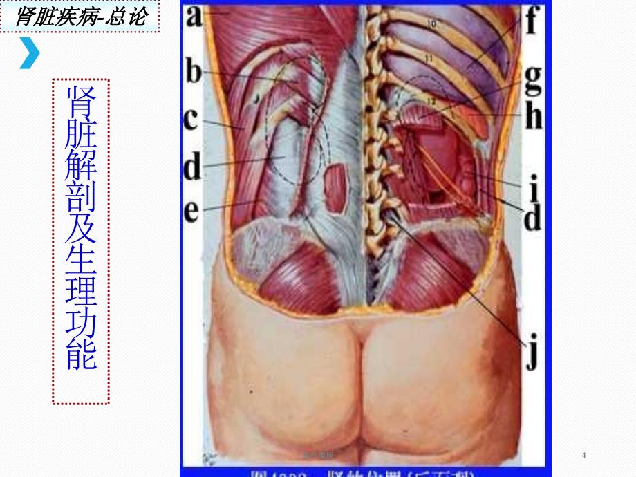 肾脏疾病概述[仅供参考]_第4页