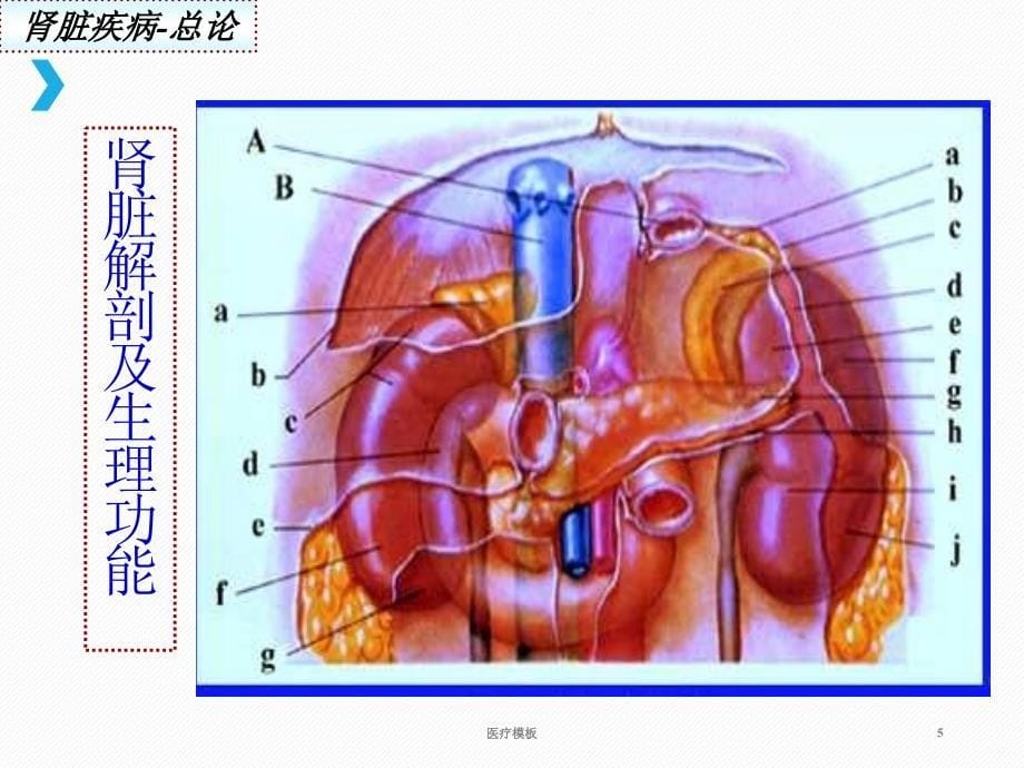 肾脏疾病概述[仅供参考]_第5页